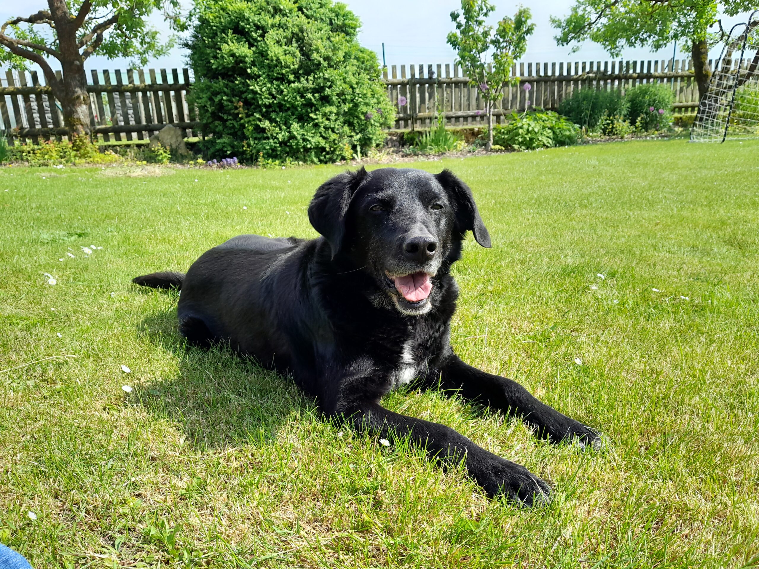 Rotihof Eins Hund treuer Begleiter Hofhüter Kumpel Aufpasser