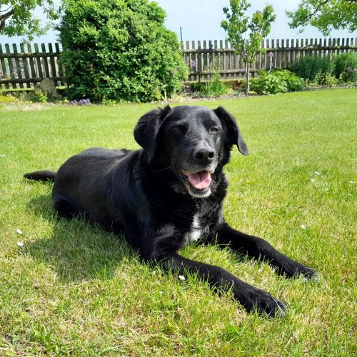 Rotihof Eins Hund treuer Begleiter Hofhüter Kumpel Aufpasser